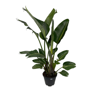 Strelitzie Gross 1
